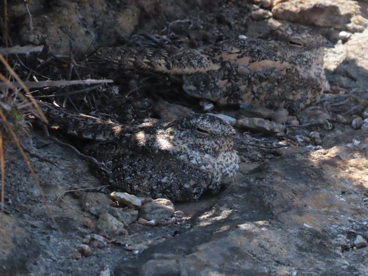 Pygmy Nightjar - ML642250116