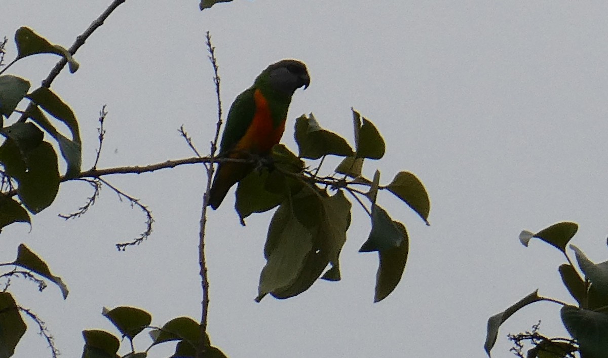 Senegal Parrot - ML642250147