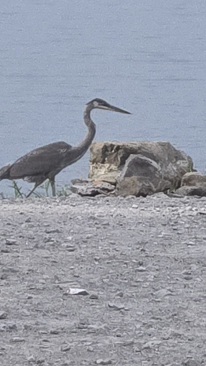 Grand Héron - ML642250189