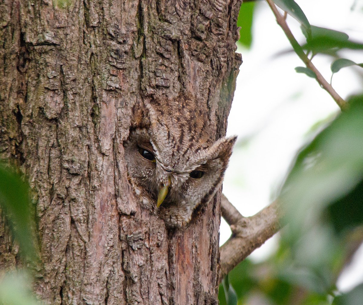 Tropical Screech-Owl - ML642250220