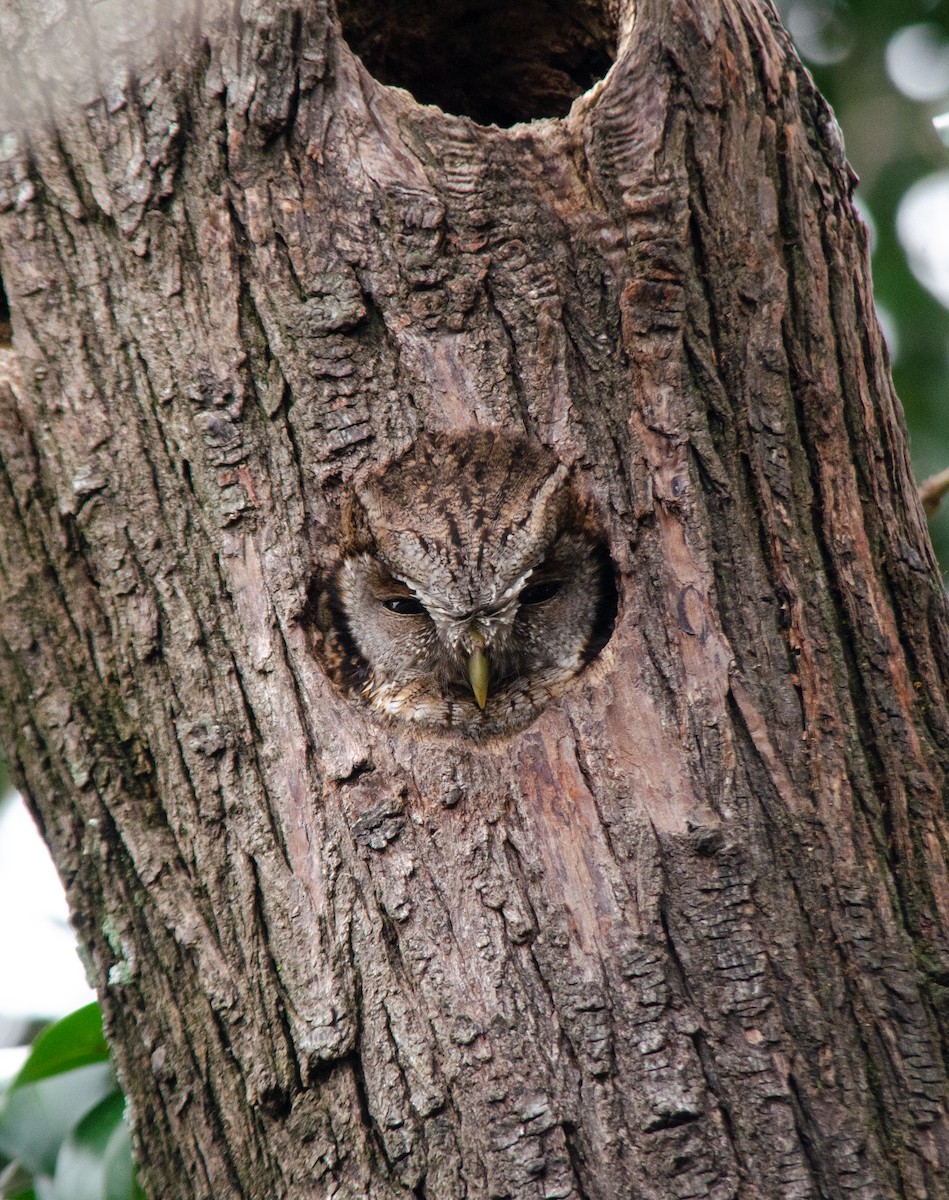 Tropical Screech-Owl - ML642250221
