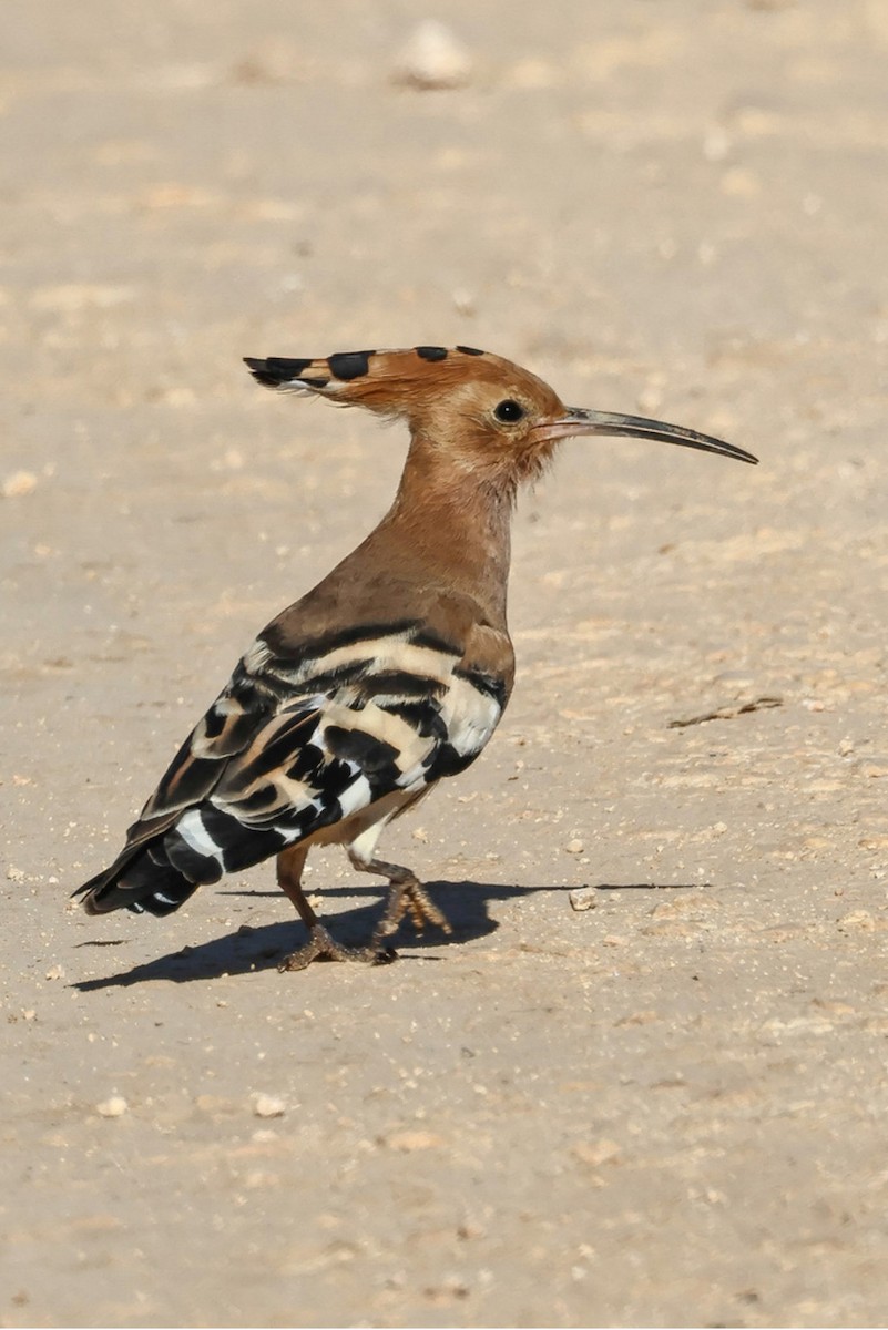 Eurasian Hoopoe - ML642250245