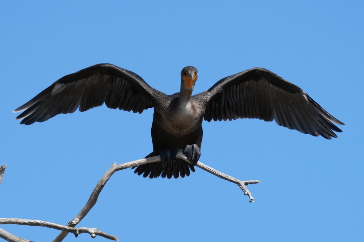 Double-crested Cormorant - ML642250248