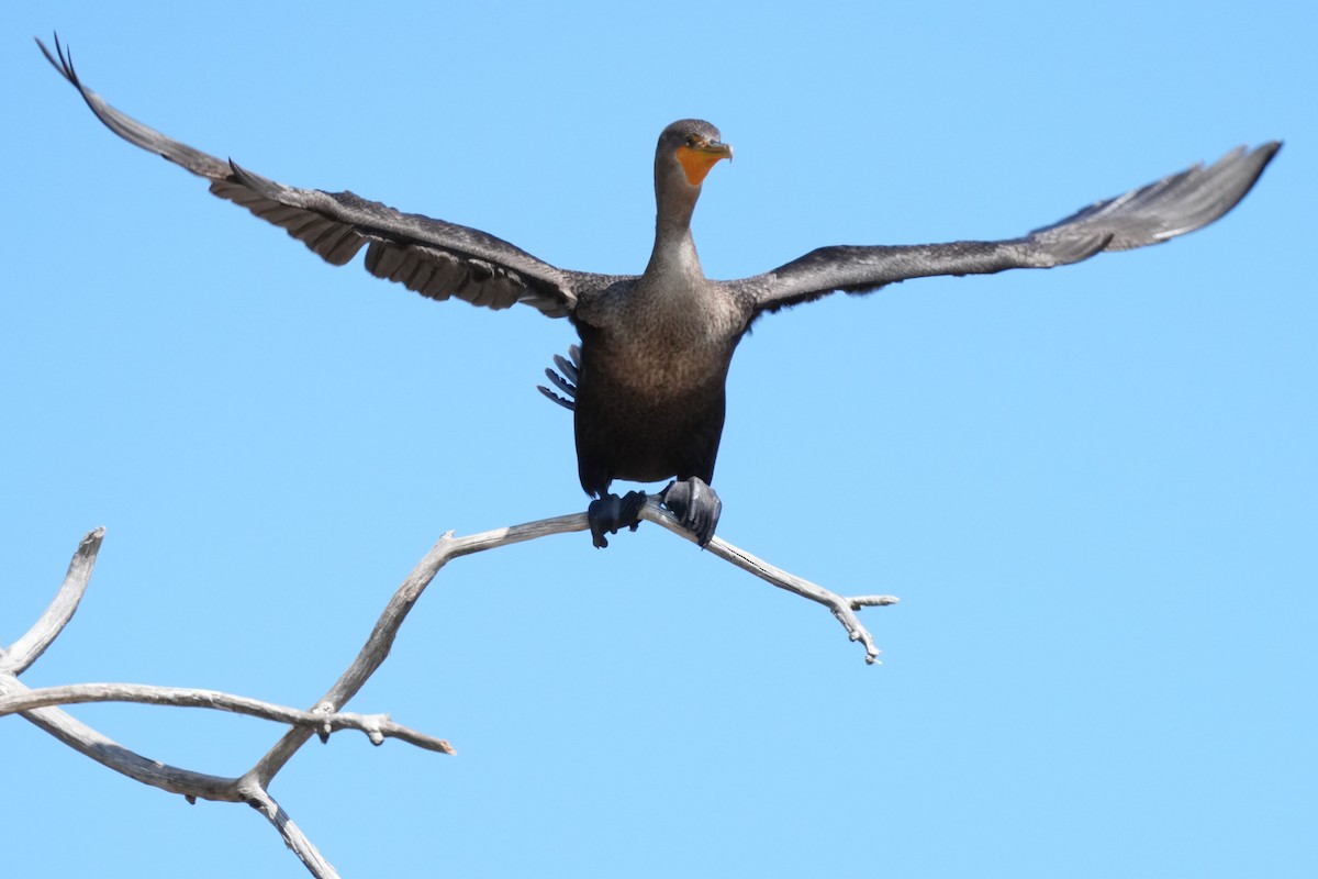 Double-crested Cormorant - ML642250249