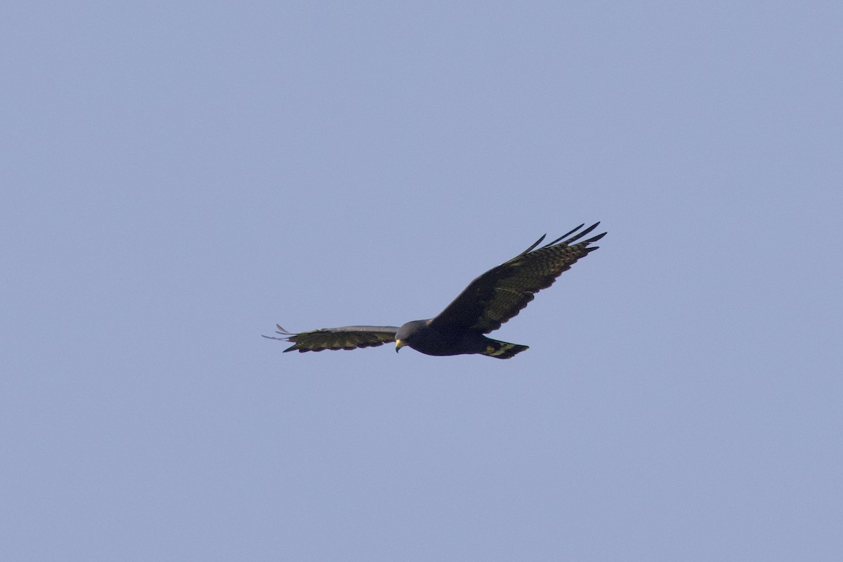 Zone-tailed Hawk - ML642250251