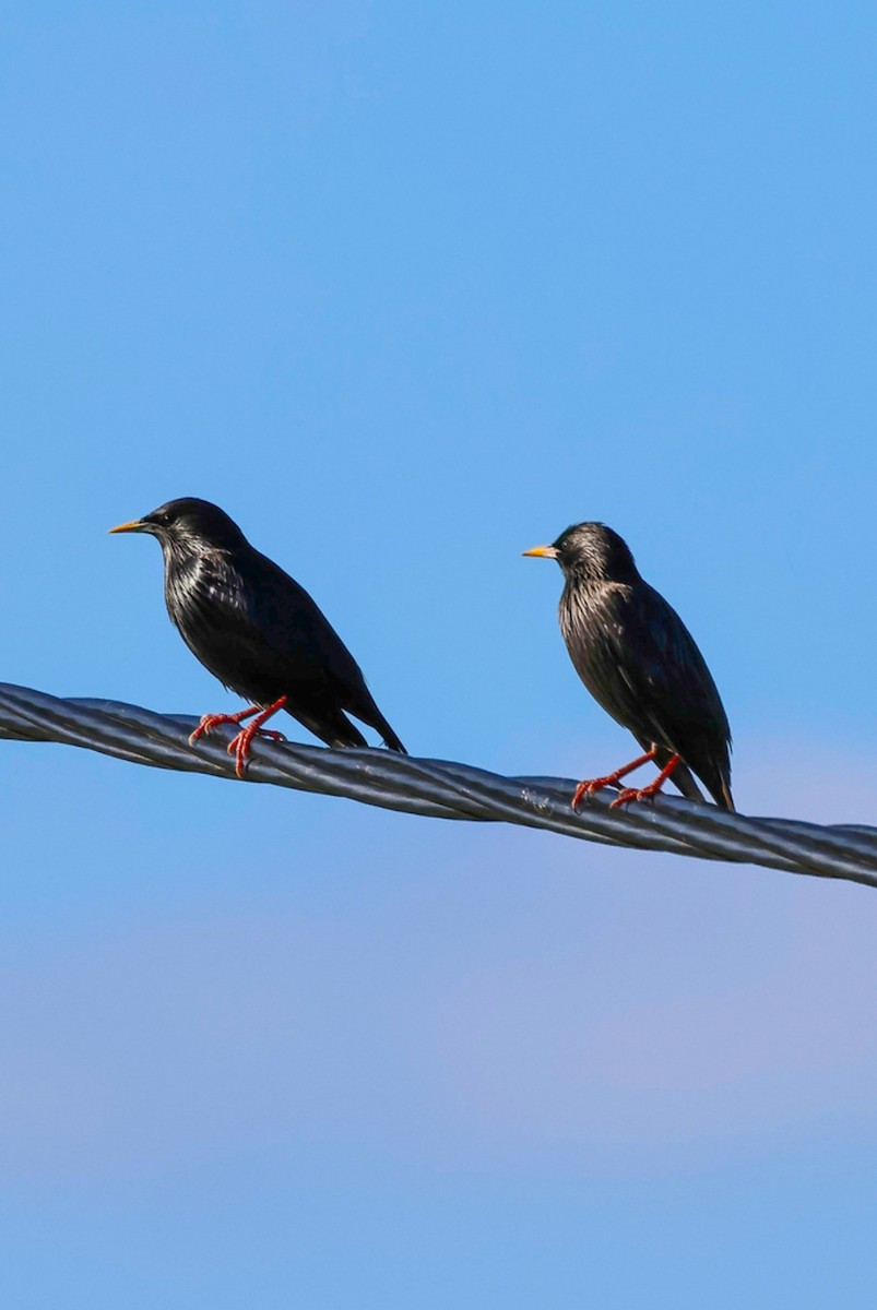 Spotless Starling - ML642250322