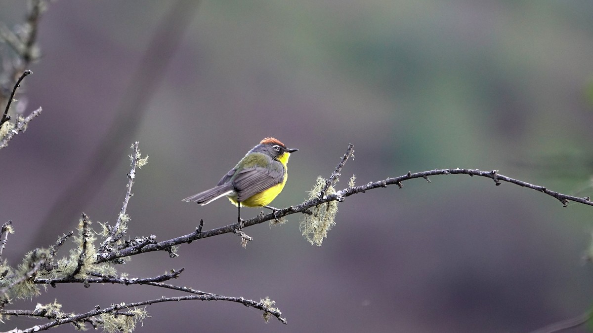 Brown-capped Redstart - ML642250327