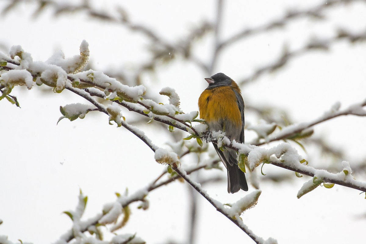 Gray-hooded Sierra Finch - ML642250330