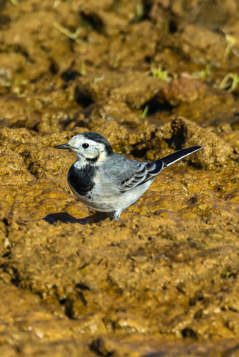 Хөх цэгцгий - ML642250333