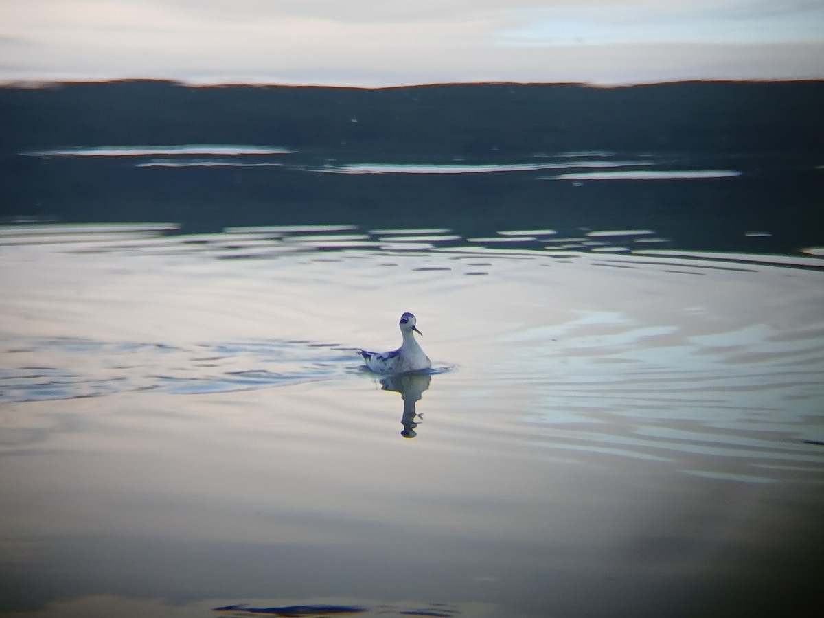 紅領瓣足鷸 - ML642250343