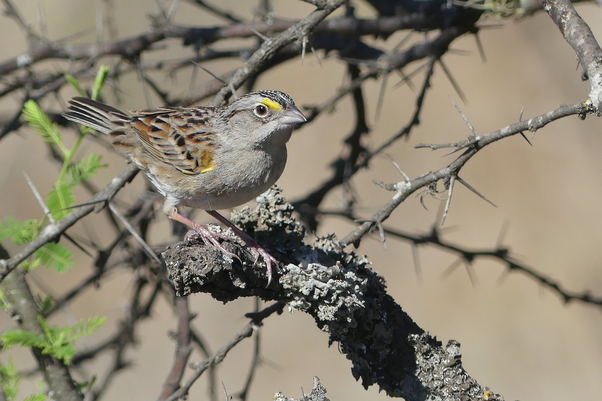 Grassland Sparrow - ML642250354