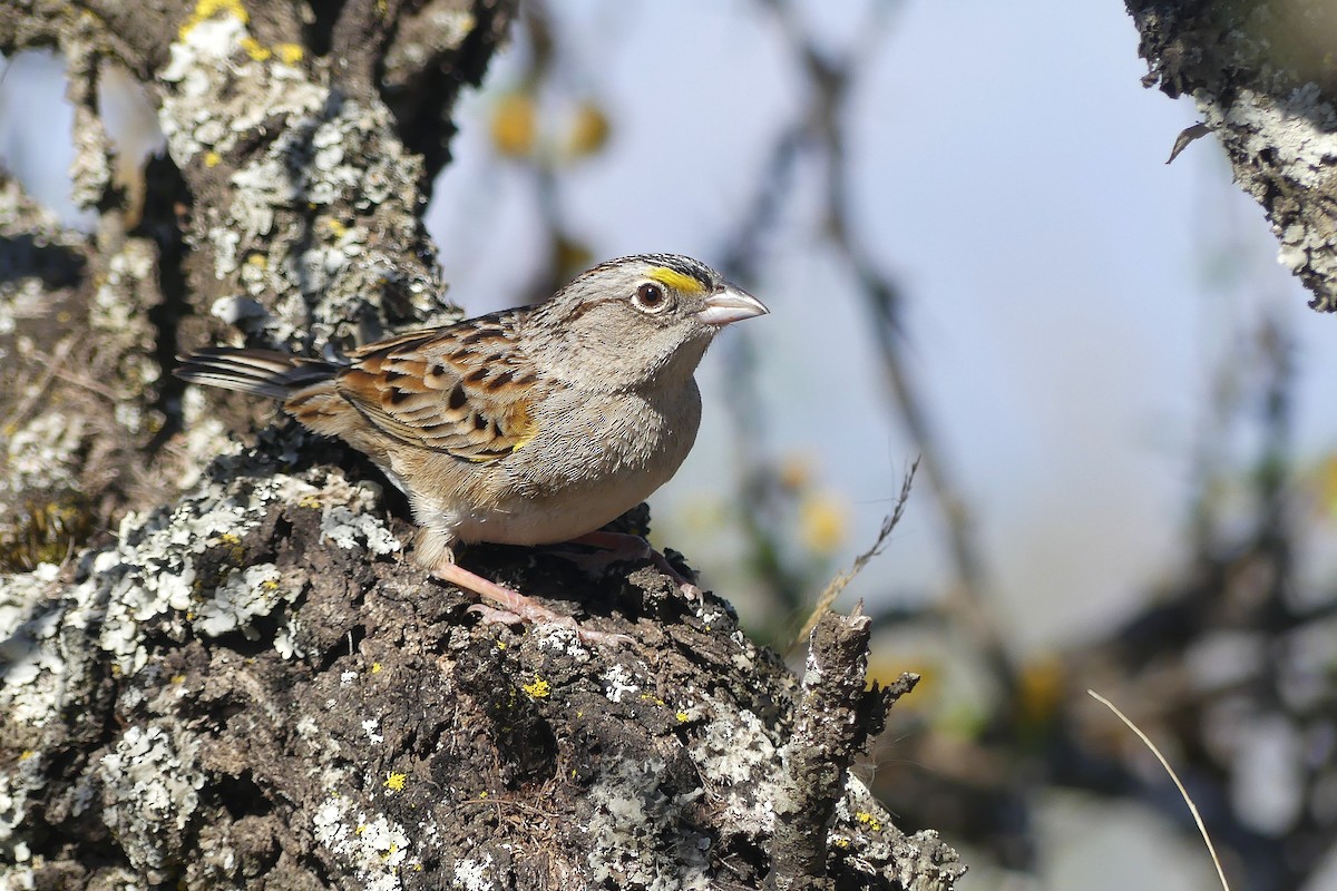 Grassland Sparrow - ML642250355