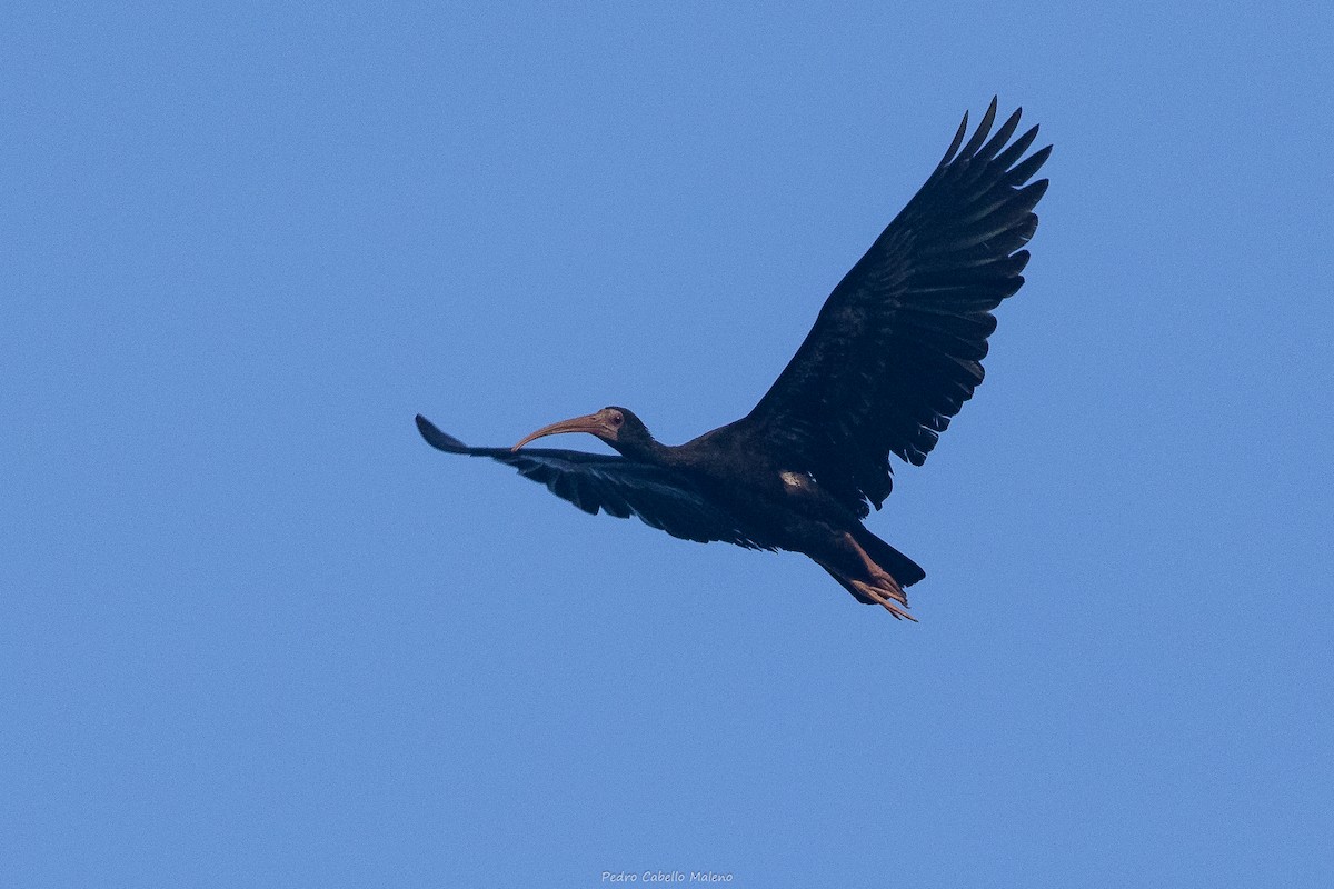 Bare-faced Ibis - ML642250367