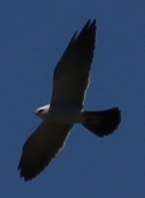 Mississippi Kite - ML642250373