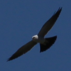 Mississippi Kite - ML642250395