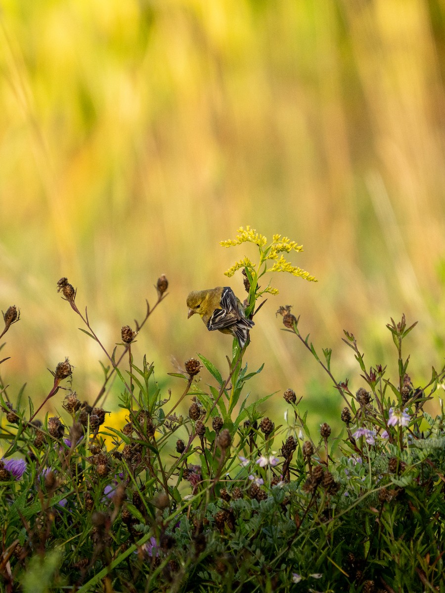 American Goldfinch - ML642250405