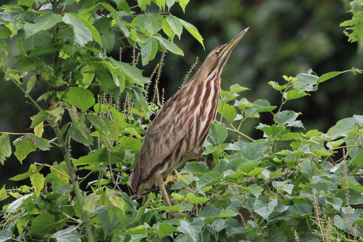 American Bittern - ML642250407