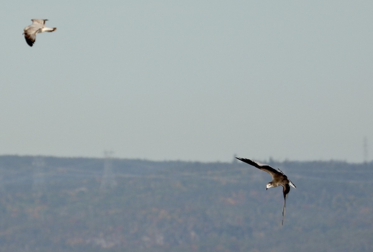 Sabine's Gull - ML642250414