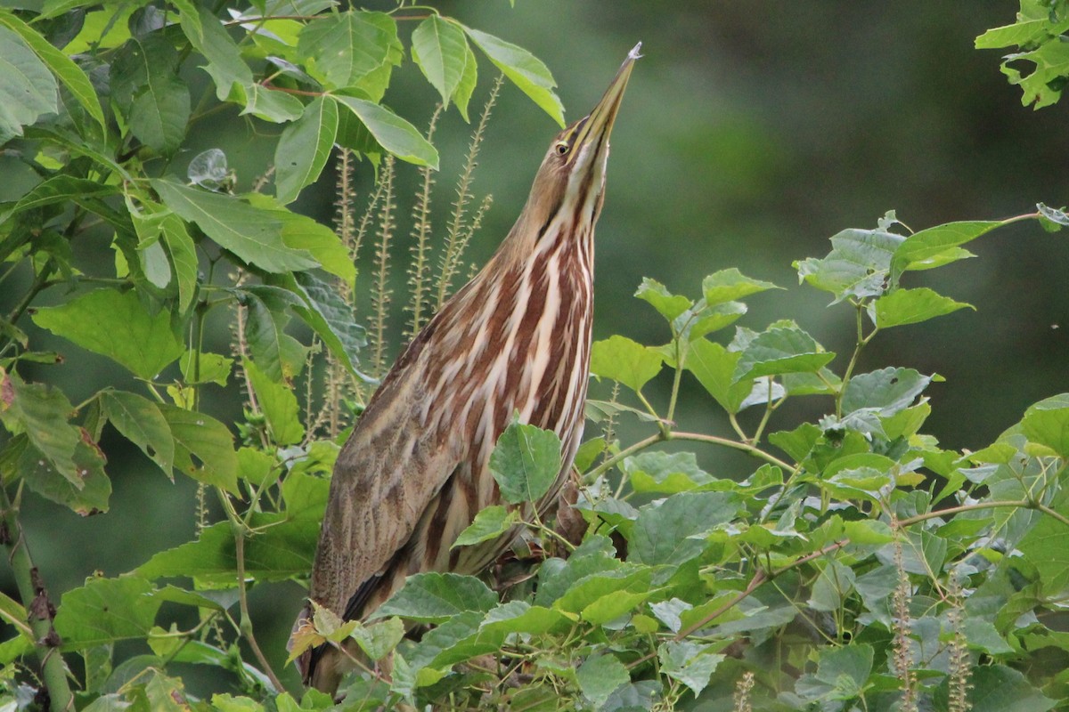 American Bittern - ML642250432