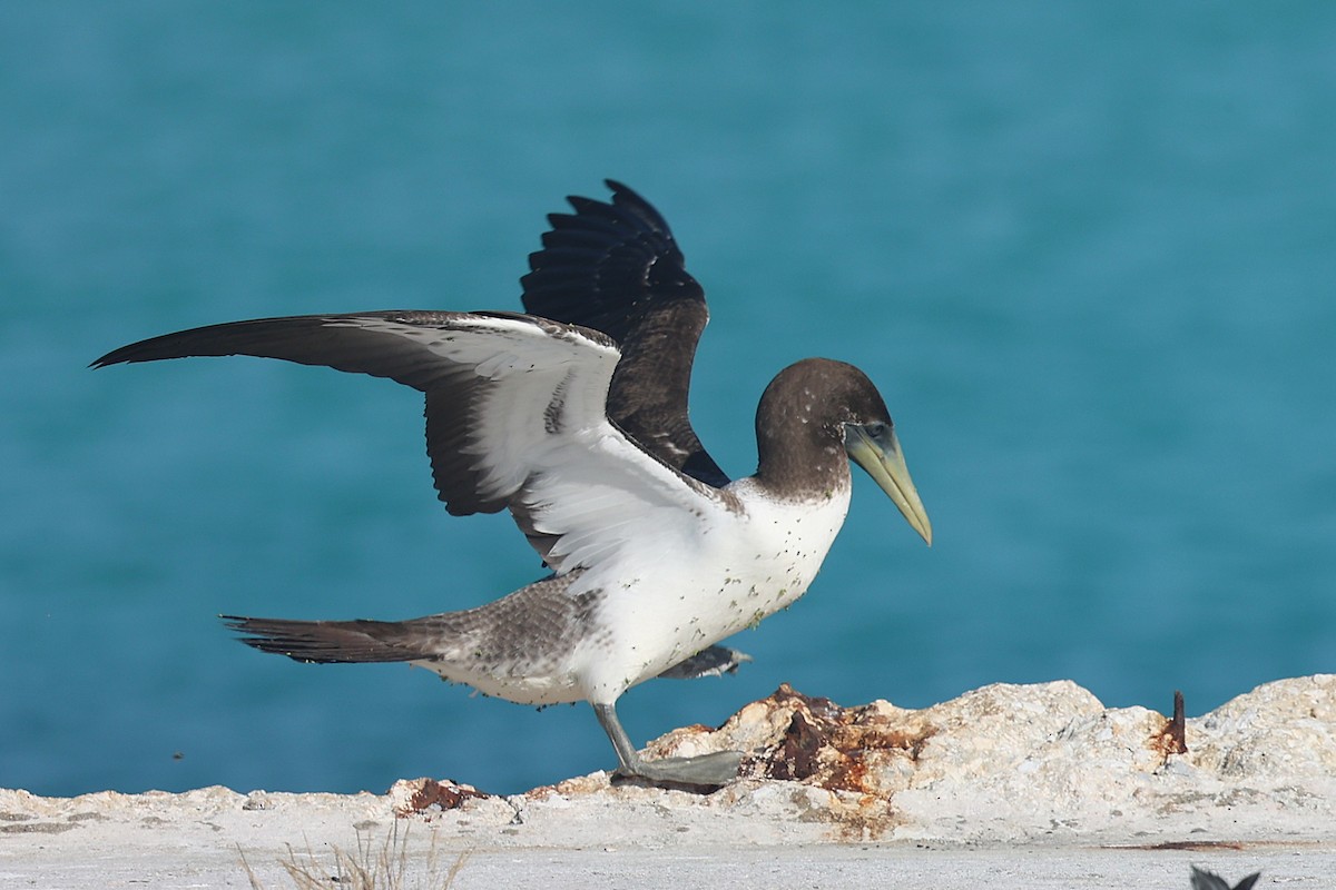 Masked Booby - ML642250503