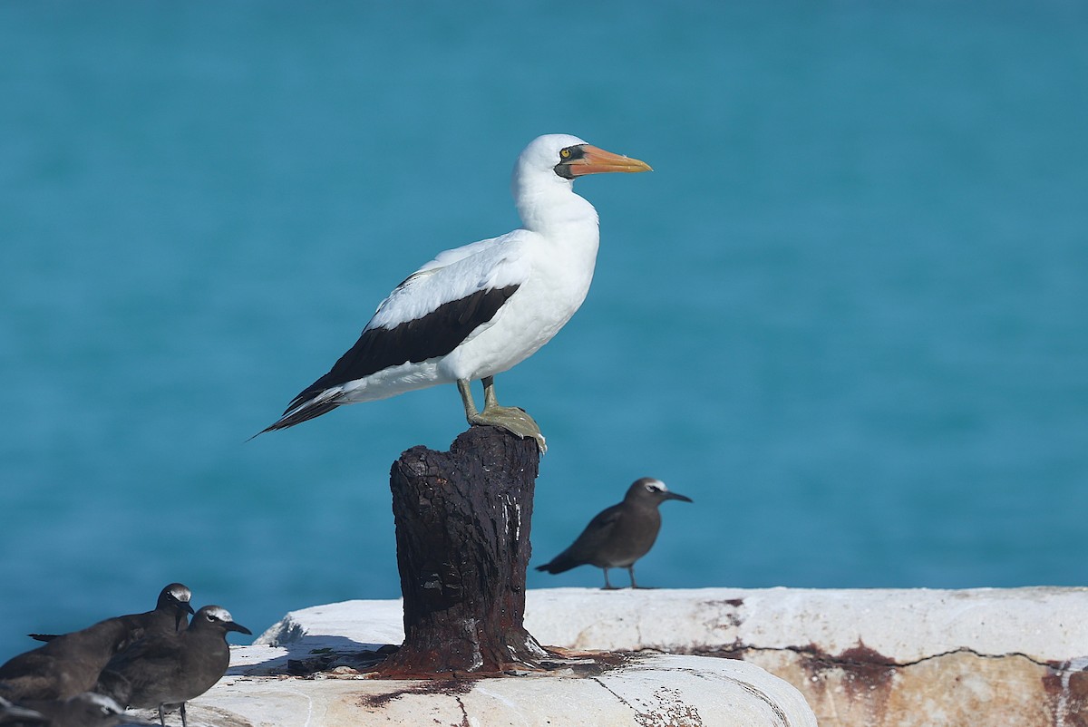 Nazca Booby - ML642250528