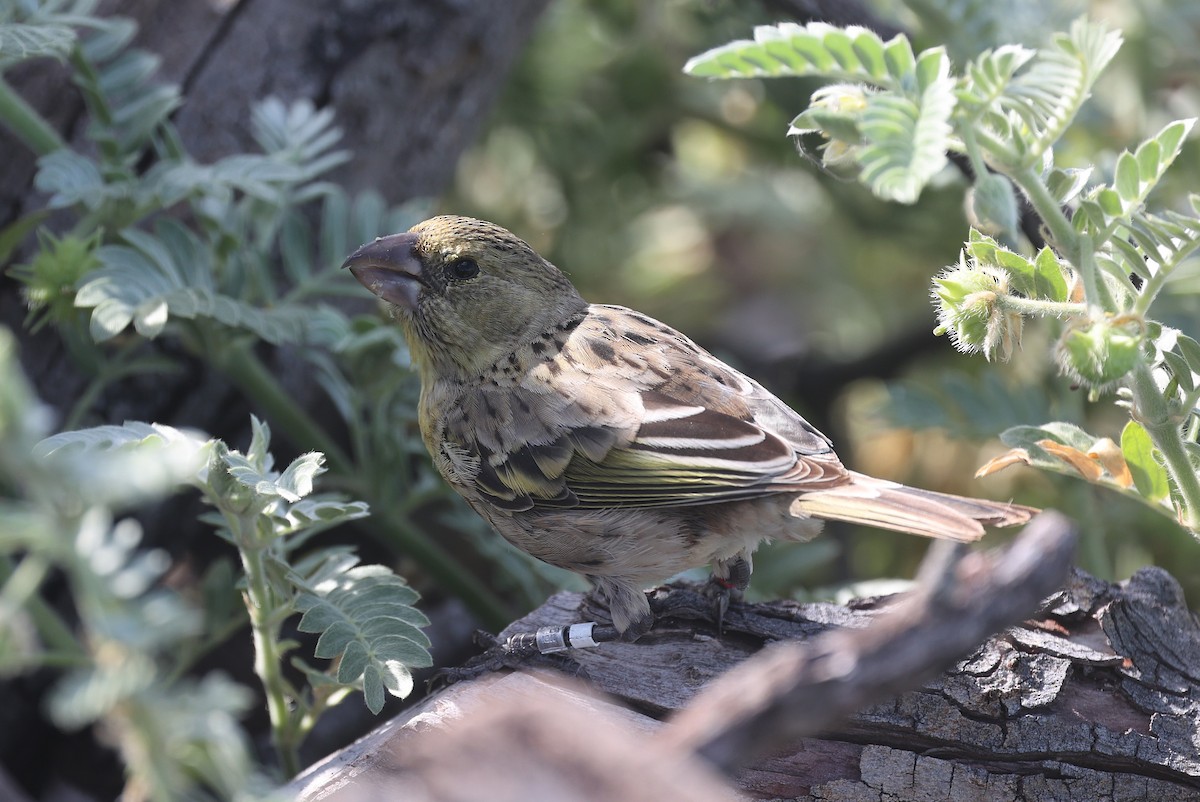 Laysan Finch - ML642250538