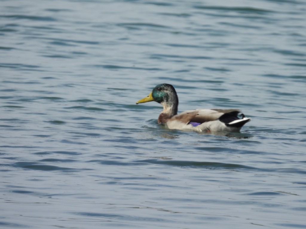 Mallard - ML642250541