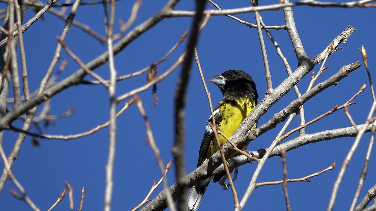 Black-backed Grosbeak - ML642250592