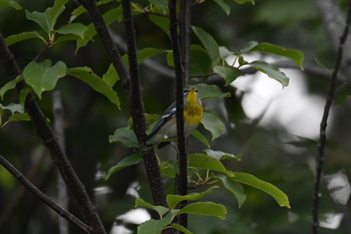 Northern Parula - ML642250596