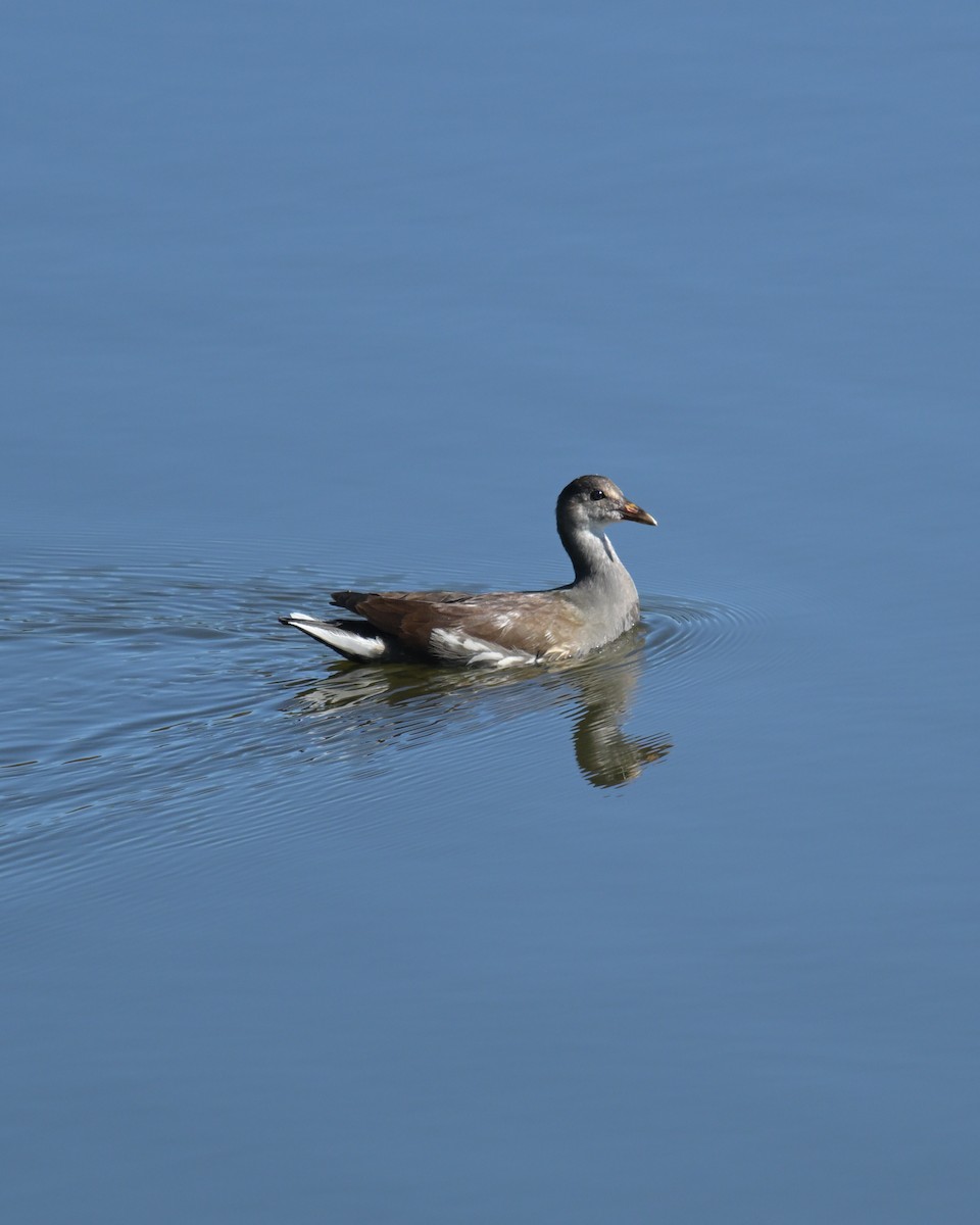 Common Gallinule - ML642250604