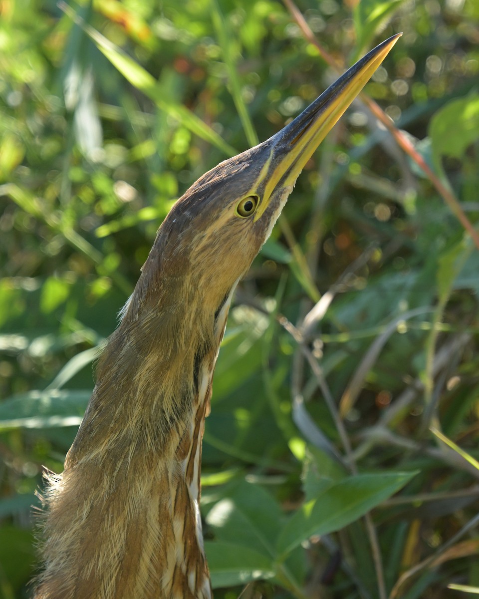 American Bittern - ML642250635