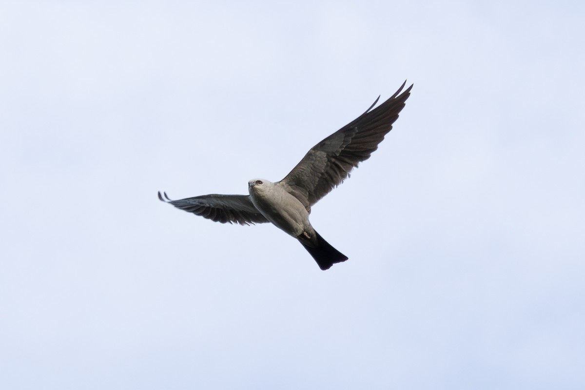 Mississippi Kite - ML642250667