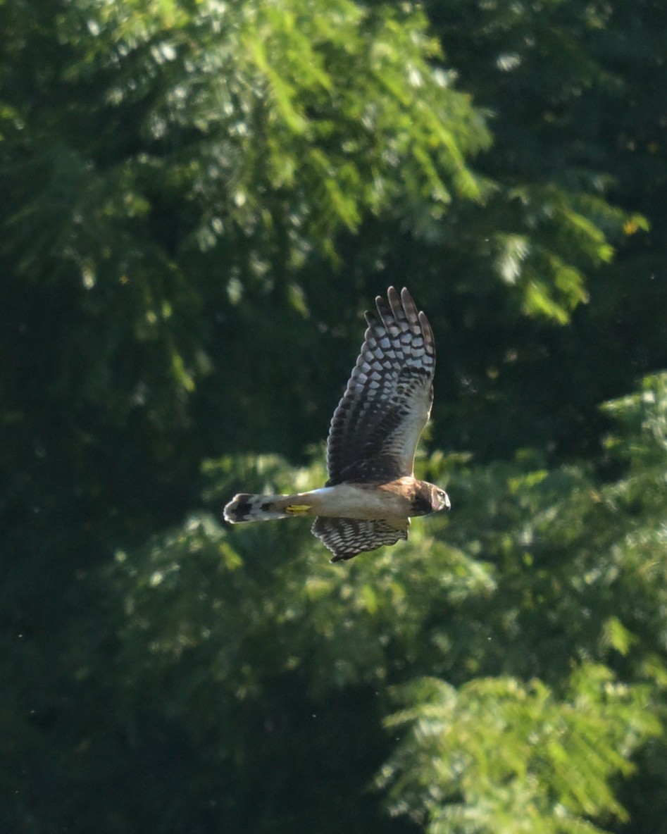 Northern Harrier - ML642250669