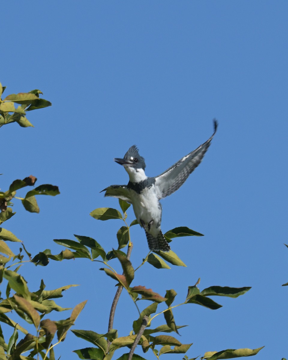 Belted Kingfisher - ML642250675