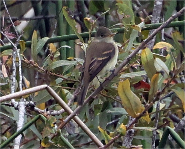 Willow Flycatcher - ML642250682