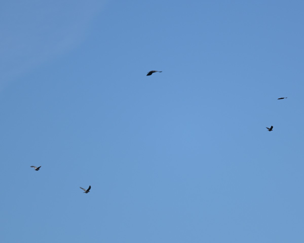 American Crow - ML642250684