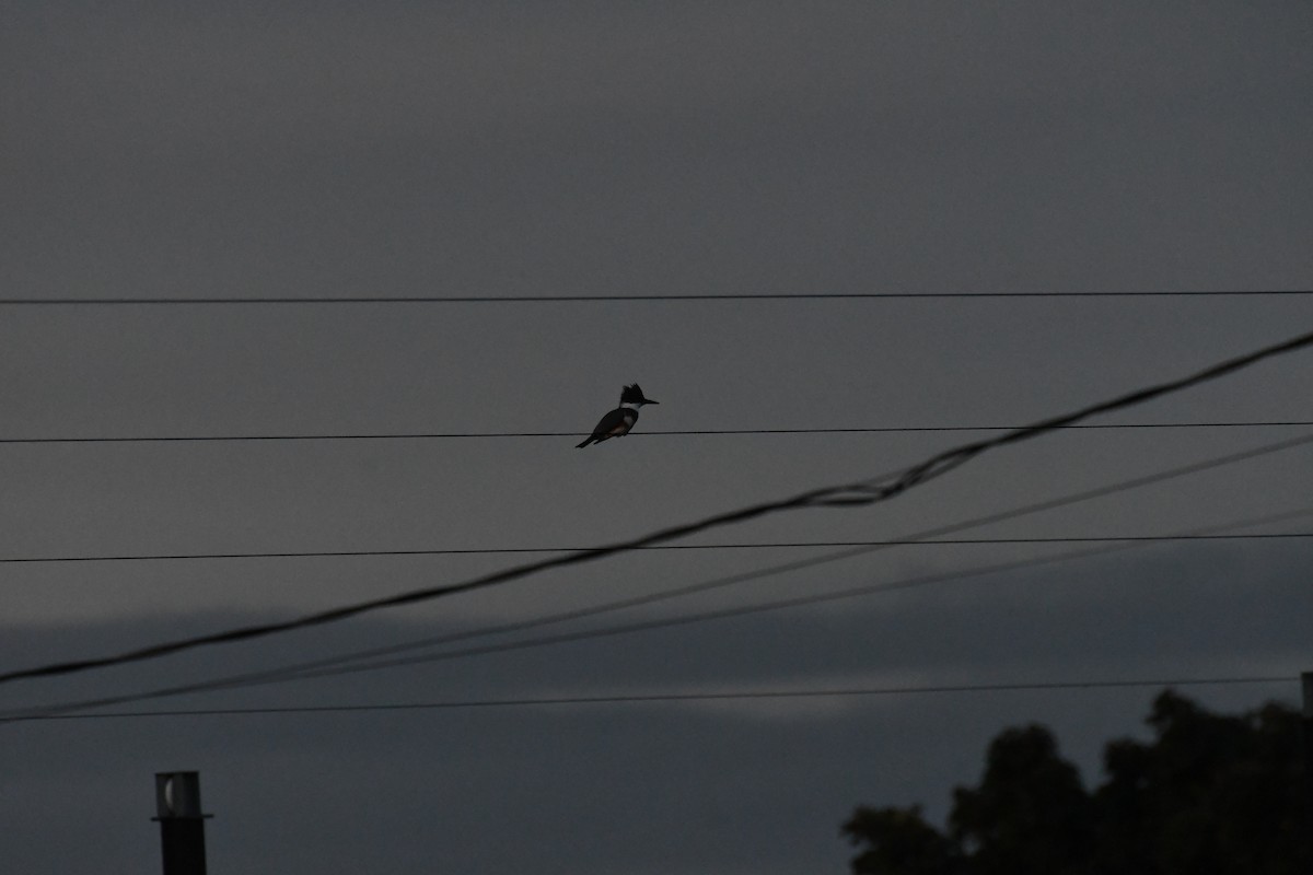 Belted Kingfisher - ML642250718