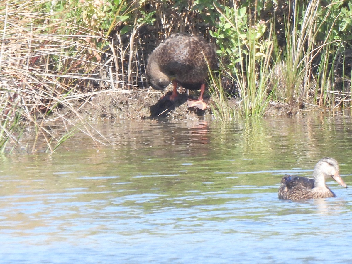 アメリカガモ - ML642250722