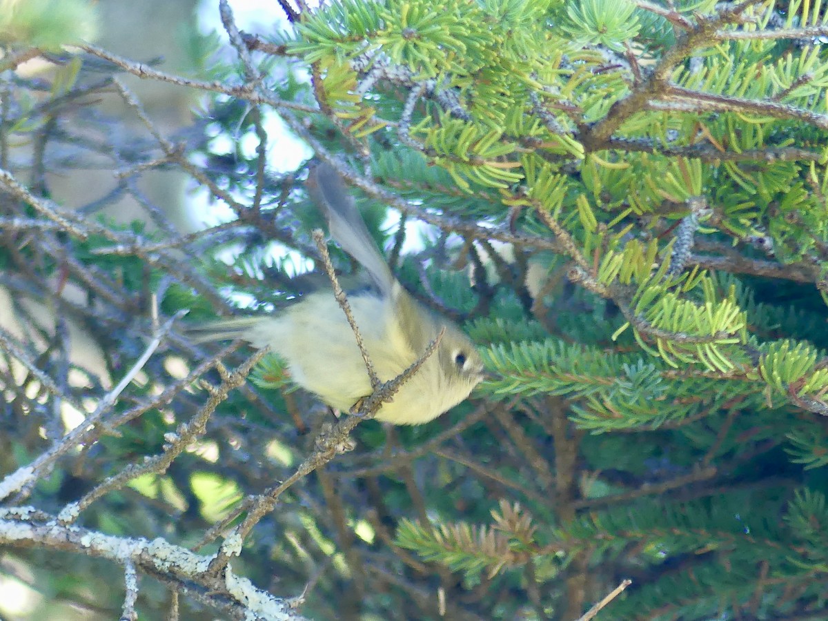 Ruby-crowned Kinglet - ML642250737