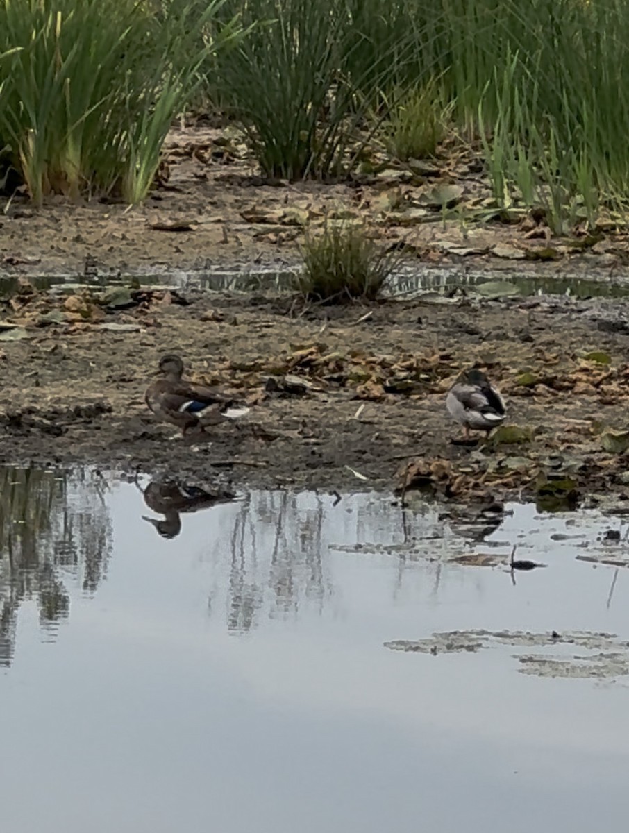 綠頭鴨 - ML642250739