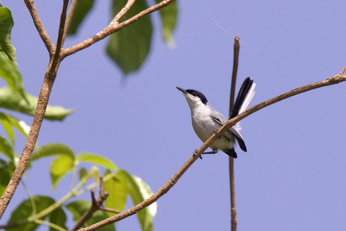 Gobemoucheron tropical - ML642250750