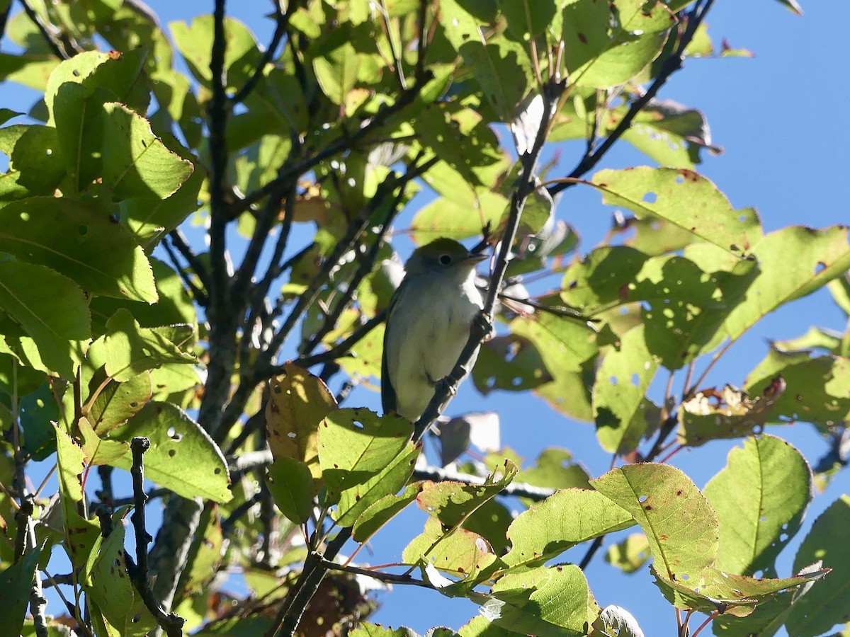 Chestnut-sided Warbler - ML642250751