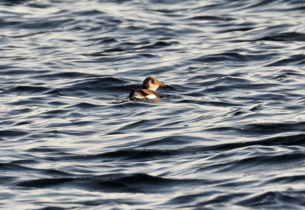 Atlantic Puffin - ML642250825