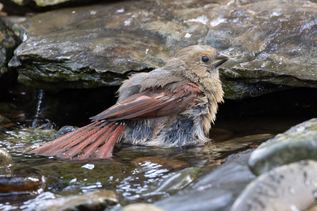 ショウジョウコウカンチョウ - ML642250842