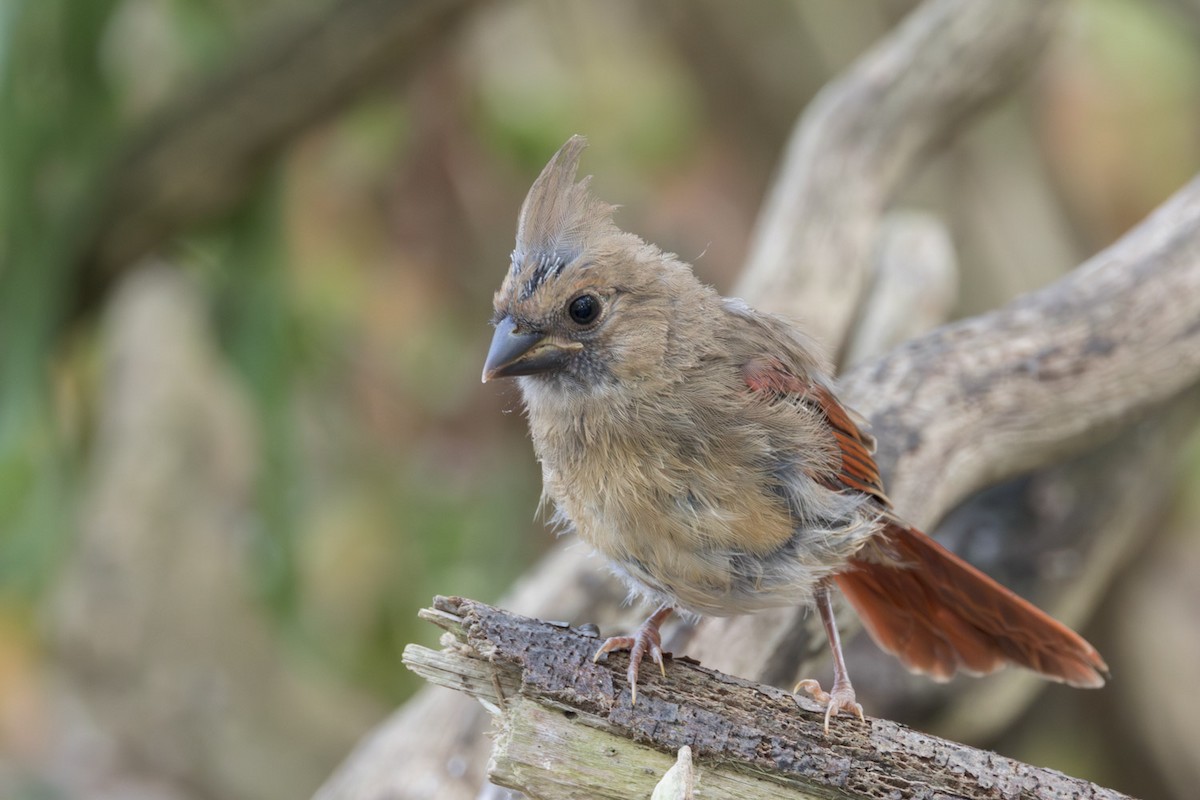 ショウジョウコウカンチョウ - ML642250843