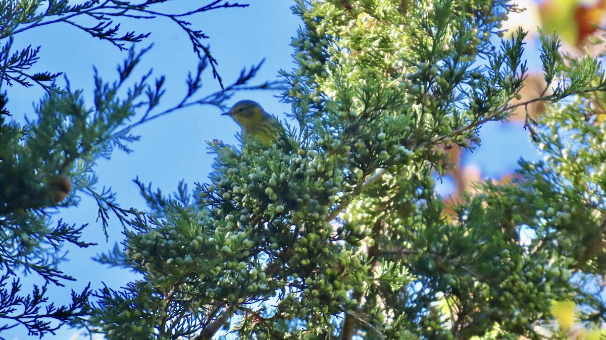 Cape May Warbler - ML642250847