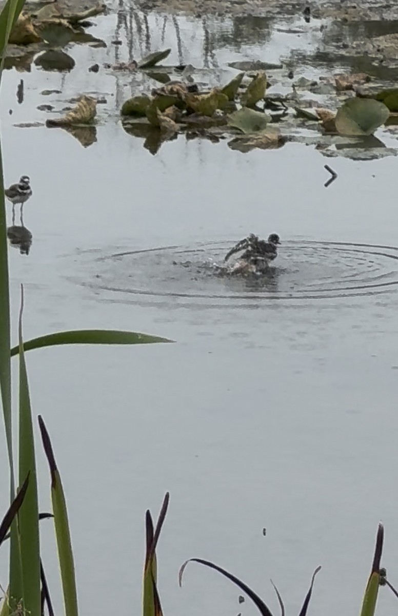 Killdeer - ML642250853