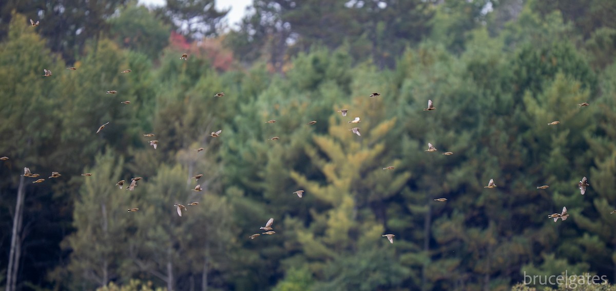 American Pipit - ML642250856