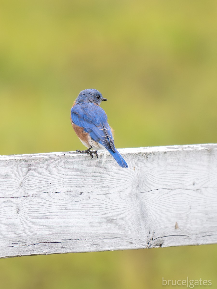 Eastern Bluebird - ML642250881