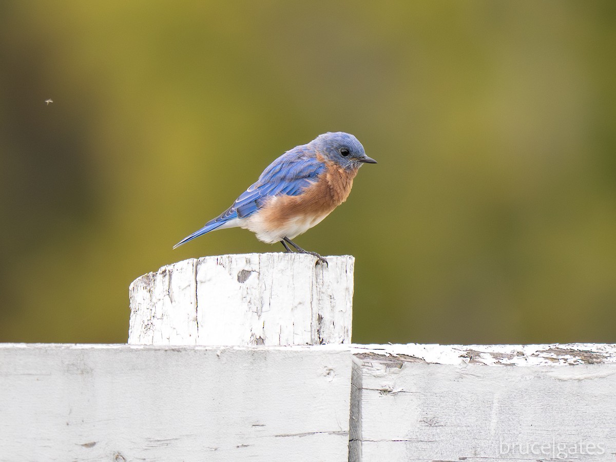 Eastern Bluebird - ML642250893
